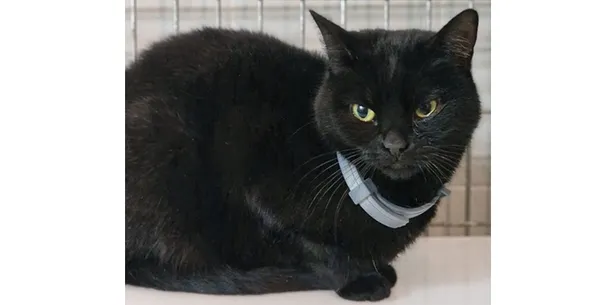 Znaleziono kota, Wrocław, 11 grudnia 2025