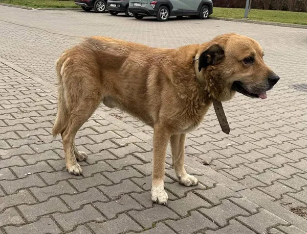 Znaleziono psa, Lublin, 23 grudnia 2025