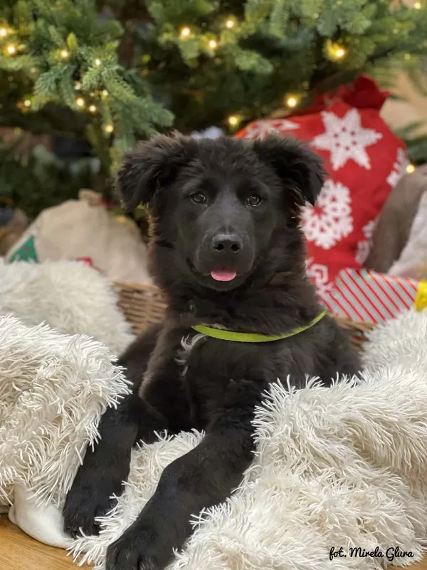 Pies do adopcji, Bydgoszcz, 23 grudnia 2025 (1/5)