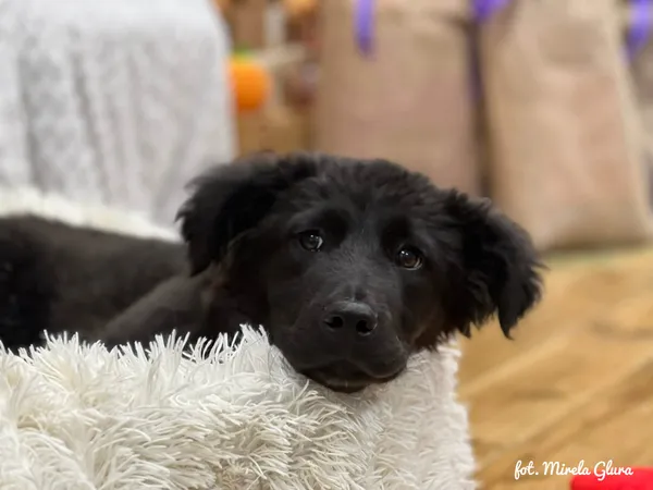 Pies do adopcji, Bydgoszcz, 23 grudnia 2025 (5/5)