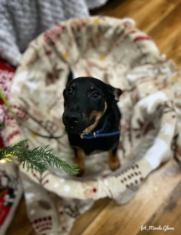 Pies do adopcji, Bydgoszcz, 24 grudnia 2025 (2/5)