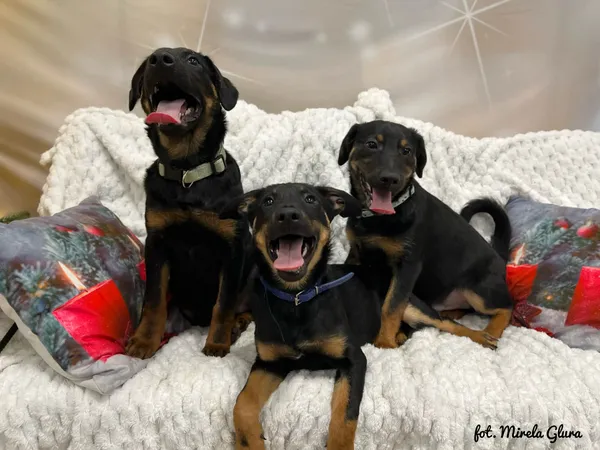 Pies do adopcji, Bydgoszcz, 24 grudnia 2025 (4/5)