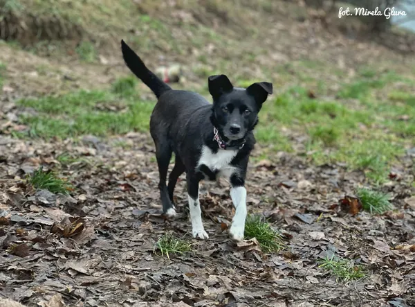Pies do adopcji, Bydgoszcz, 23 grudnia 2025 (4/5)