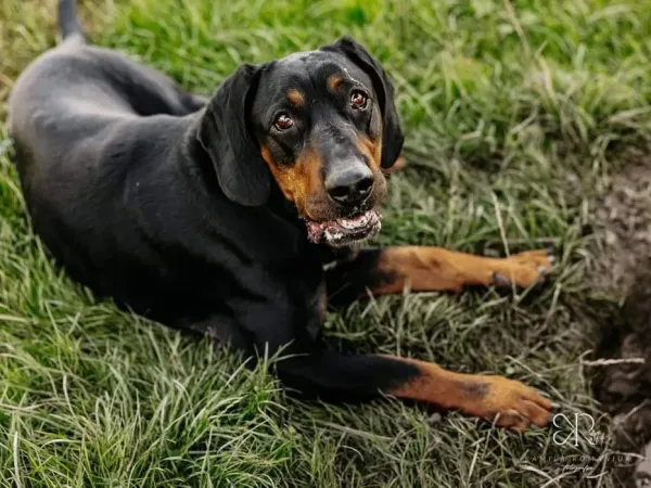 Pies do adopcji, Wrocław, 11 czerwca 2024