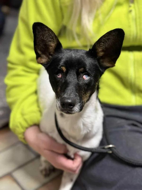 Pies do adopcji, Bydgoszcz, 23 grudnia 2025 (3/4)