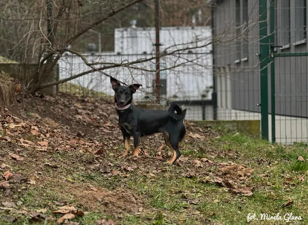 Pies do adopcji, Bydgoszcz, 23 grudnia 2025 (1/4)