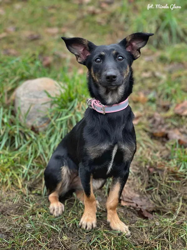 Pies do adopcji, Bydgoszcz, 23 grudnia 2025 (2/4)