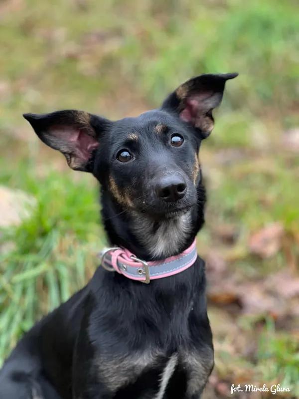 Pies do adopcji, Bydgoszcz, 23 grudnia 2025 (3/4)