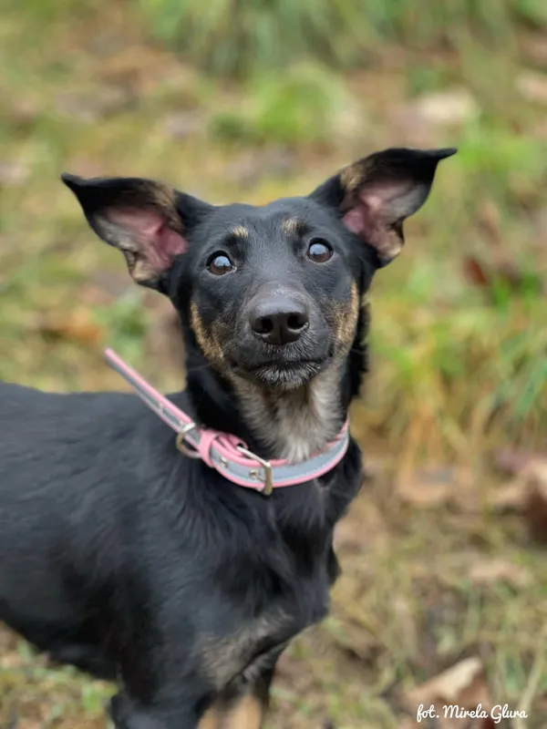 Pies do adopcji, Bydgoszcz, 23 grudnia 2025 (4/4)