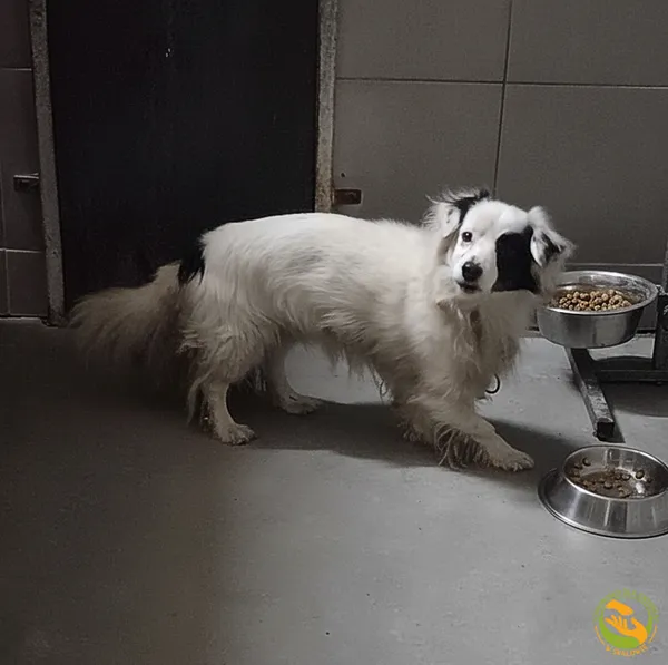 Znaleziono psa, Skałowo, 23 grudnia 2025