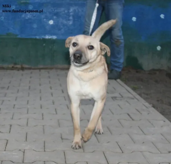 Pies do adopcji, Nowy Dwór Mazowiecki, 23 grudnia 2025 (1/5)