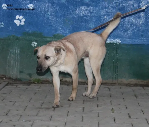 Pies do adopcji, Nowy Dwór Mazowiecki, 23 grudnia 2025 (2/5)