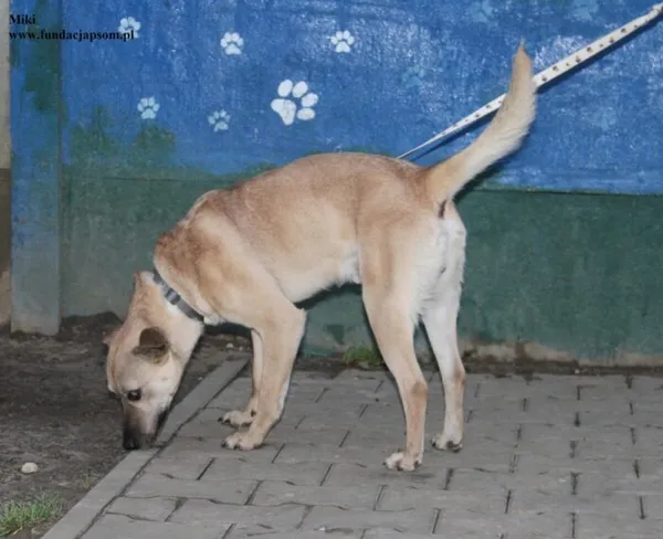 Pies do adopcji, Nowy Dwór Mazowiecki, 23 grudnia 2025 (3/5)