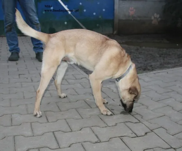 Pies do adopcji, Nowy Dwór Mazowiecki, 23 grudnia 2025 (5/5)