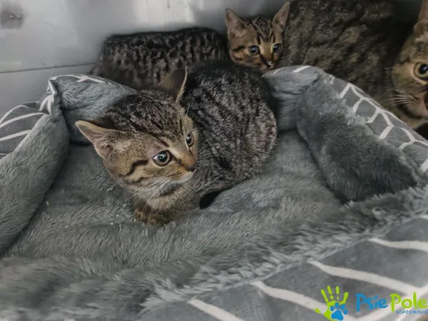 Kot do adopcji, Racławice, 19 grudnia 2025 (3/3)