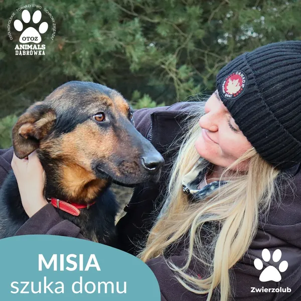 Pies do adopcji, Dąbrówka, 23 grudnia 2025 (2/4)