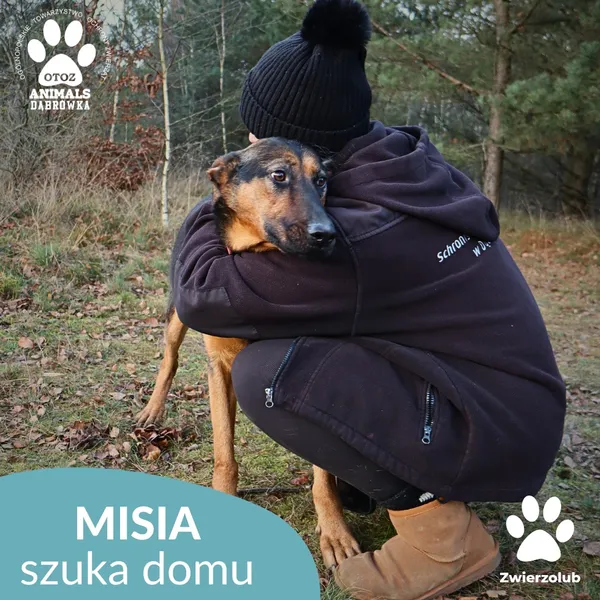 Pies do adopcji, Dąbrówka, 23 grudnia 2025 (3/4)