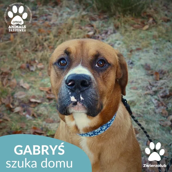 Pies do adopcji, Dąbrówka, 23 grudnia 2025 (1/4)