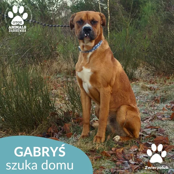 Pies do adopcji, Dąbrówka, 23 grudnia 2025 (2/4)