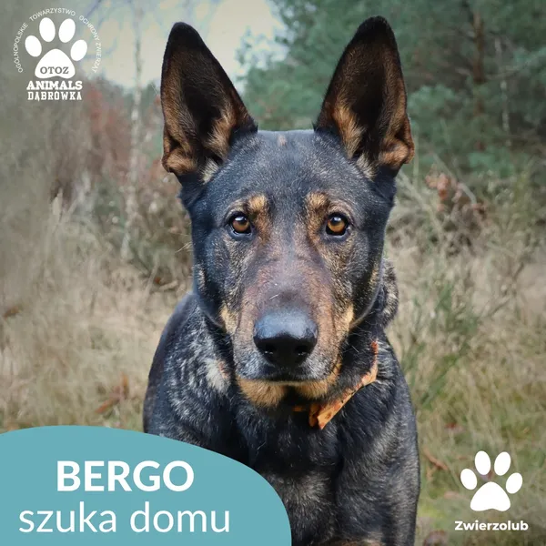 Pies do adopcji, Dąbrówka, 23 grudnia 2025 (1/4)