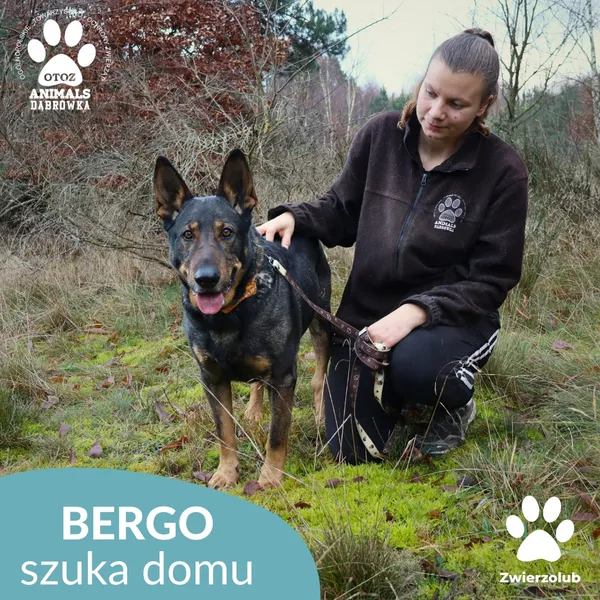 Pies do adopcji, Dąbrówka, 23 grudnia 2025 (2/4)