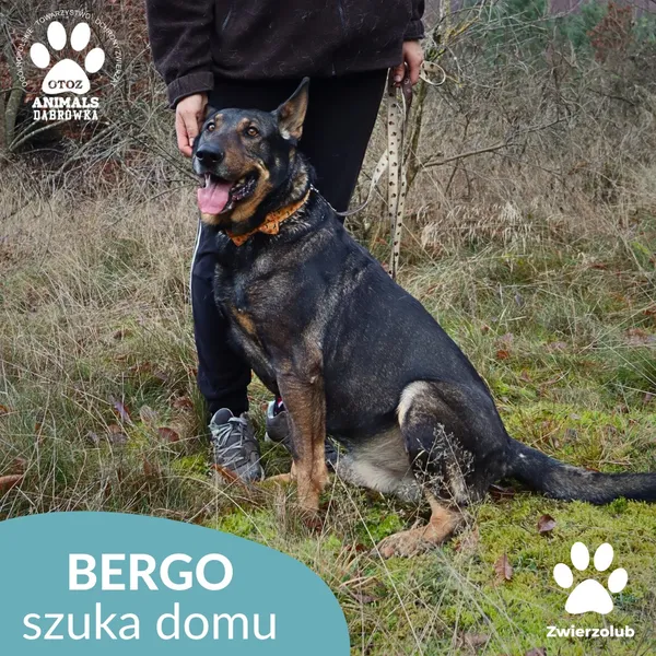 Pies do adopcji, Dąbrówka, 23 grudnia 2025 (3/4)