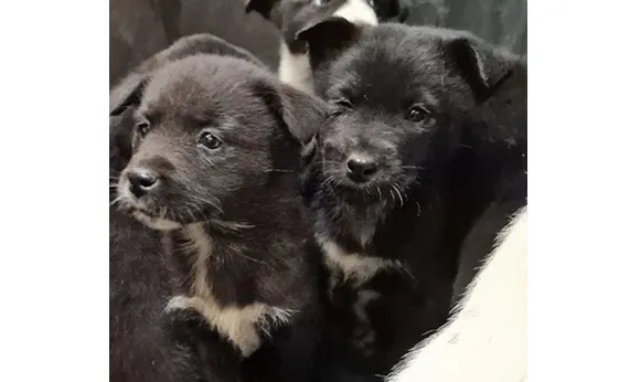 Znaleziono psa, Wrocław, 27 listopada 2025