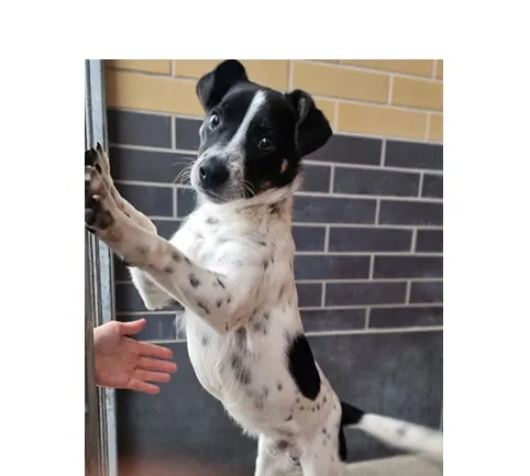 Znaleziono psa, Wrocław, 4 grudnia 2025