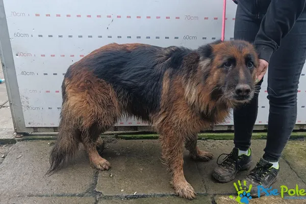 Pies do adopcji, Racławice, 21 grudnia 2025 (1/2)