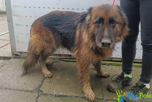 Pies do adopcji, Racławice, 21 grudnia 2025 (2/2)
