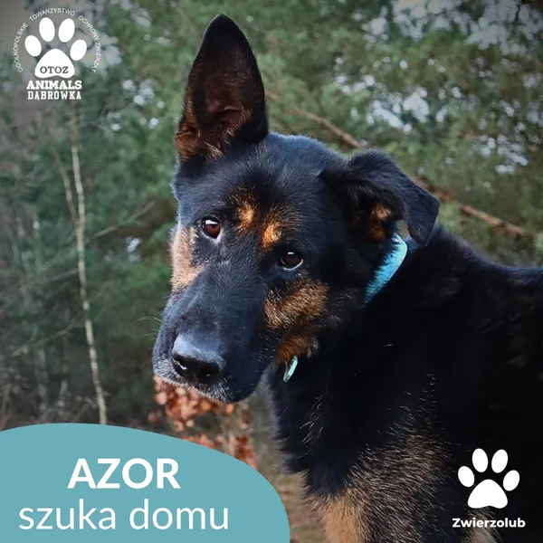 Pies do adopcji, Dąbrówka, 23 grudnia 2025 (1/4)