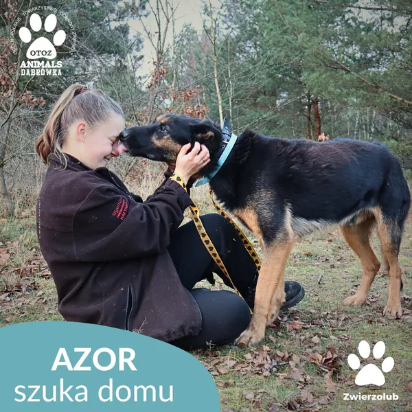 Pies do adopcji, Dąbrówka, 23 grudnia 2025 (3/4)