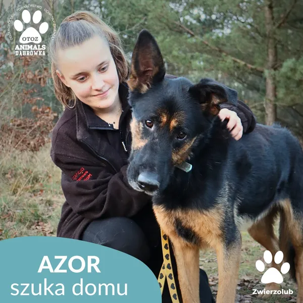 Pies do adopcji, Dąbrówka, 23 grudnia 2025 (4/4)