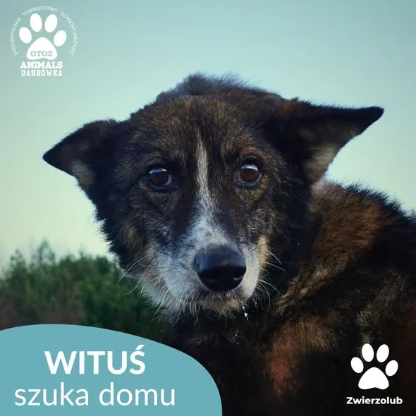 Pies do adopcji, Dąbrówka, 23 grudnia 2025 (1/4)