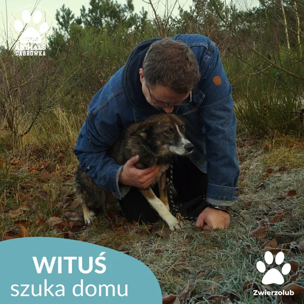 Pies do adopcji, Dąbrówka, 23 grudnia 2025 (2/4)