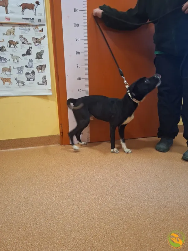 Znaleziono psa, Skałowo, 23 grudnia 2025 (2/2)