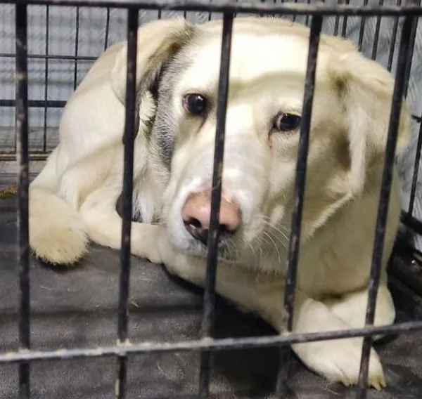 Znaleziono psa, Radom, 22 grudnia 2025