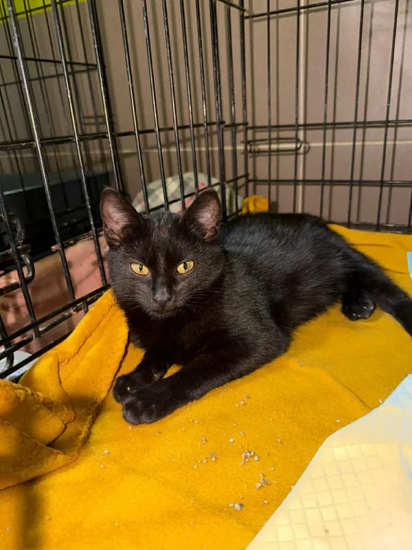 Kot do adopcji, Głowno, 23 grudnia 2025 (3/4)