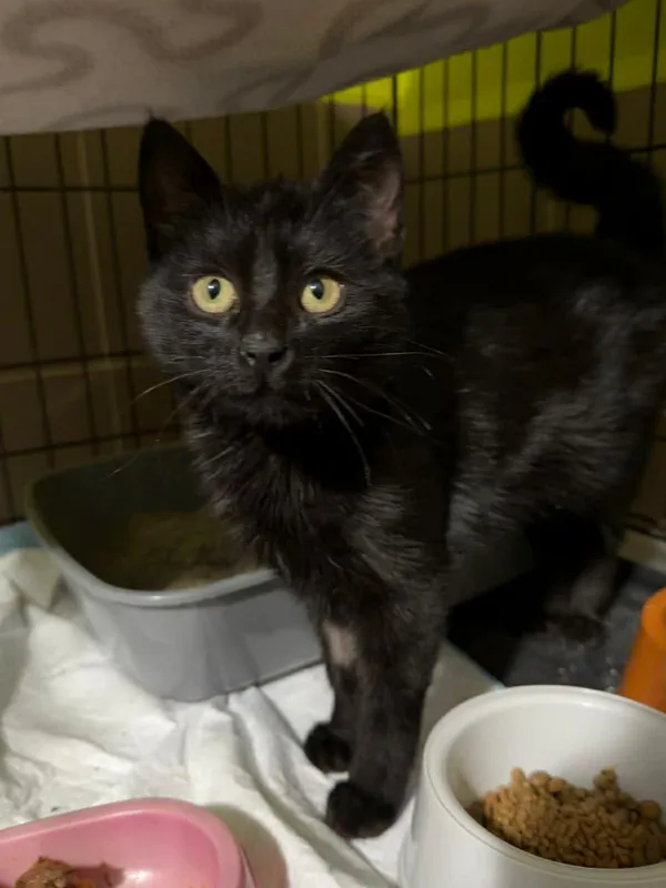 Kot do adopcji, Głowno, 23 grudnia 2025 (4/4)