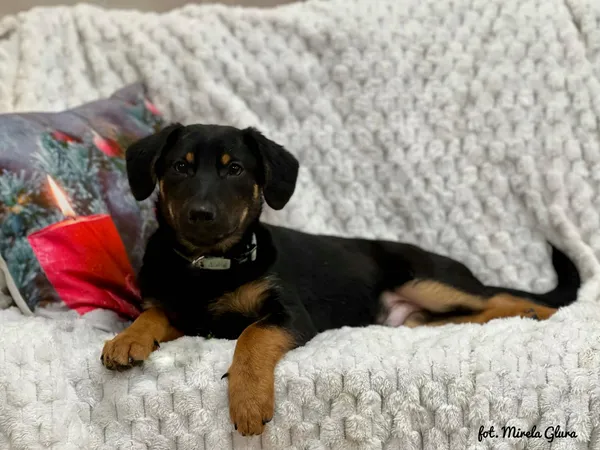 Pies do adopcji, Bydgoszcz, 23 grudnia 2025 (2/5)