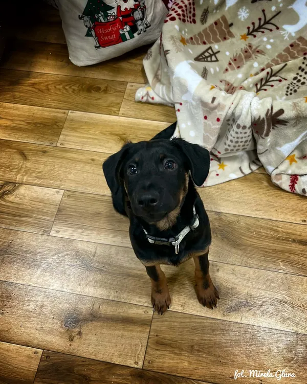Pies do adopcji, Bydgoszcz, 23 grudnia 2025 (4/5)