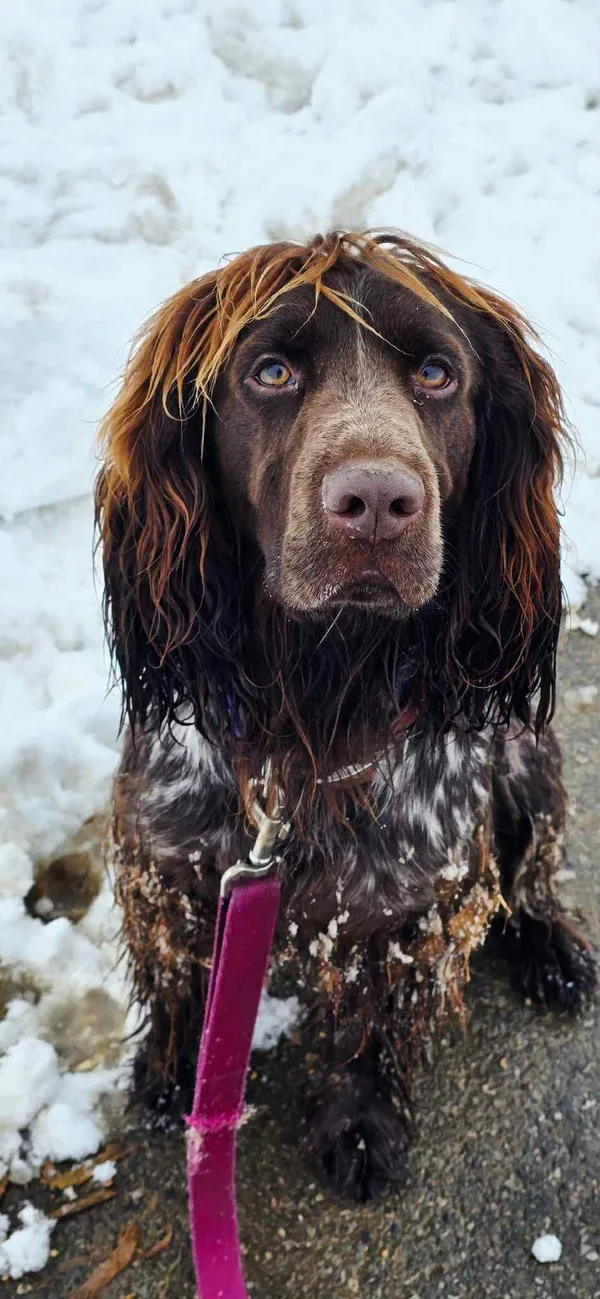 Pies do adopcji, Orzechowce, 15 stycznia 2025 (2/5)