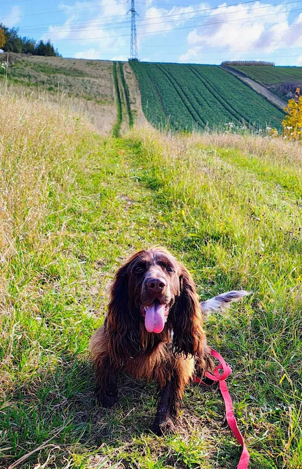 Pies do adopcji, Orzechowce, 15 stycznia 2025 (3/5)