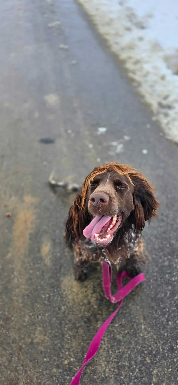 Pies do adopcji, Orzechowce, 15 stycznia 2025 (4/5)