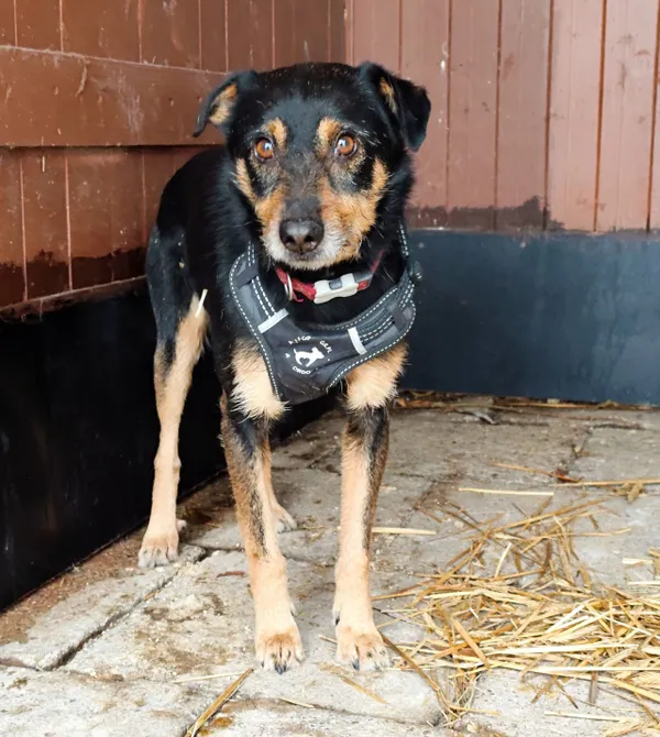 Pies do adopcji, Konin, 30 maja 2025