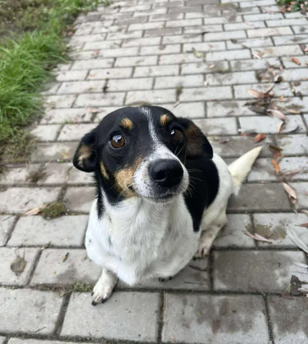 Pies do adopcji, Konin, 12 września 2025 (2/2)