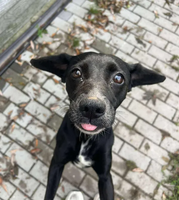 Pies do adopcji, Konin, 17 września 2025 (1/2)