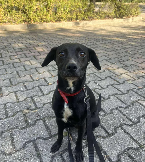 Pies do adopcji, Konin, 17 września 2025 (2/2)