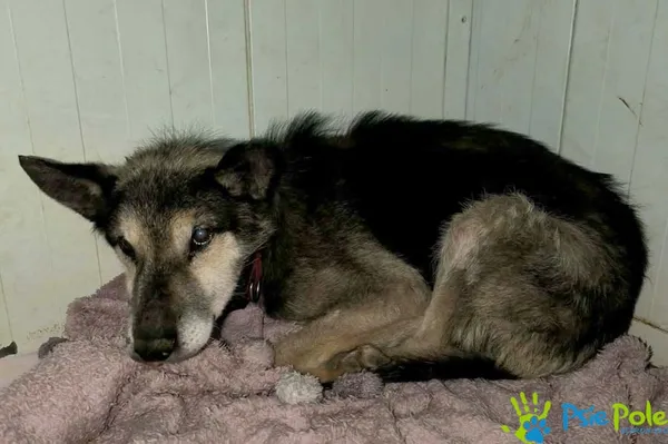 Pies do adopcji, Racławice, 19 grudnia 2025 (4/5)