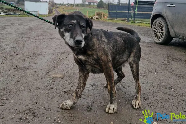 Pies do adopcji, Racławice, 22 grudnia 2025 (1/2)
